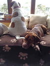 TALLIE