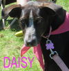 DAISY