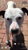 BESSIE