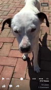 BESSIE