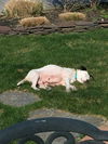 BESSIE