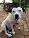 BESSIE