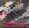 NESSIE