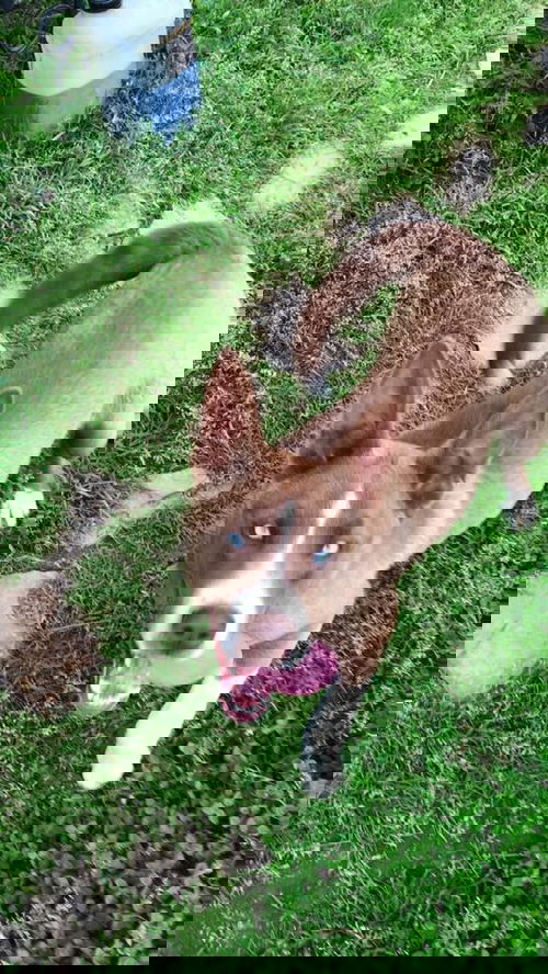 RANGER