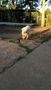 REMINGTON