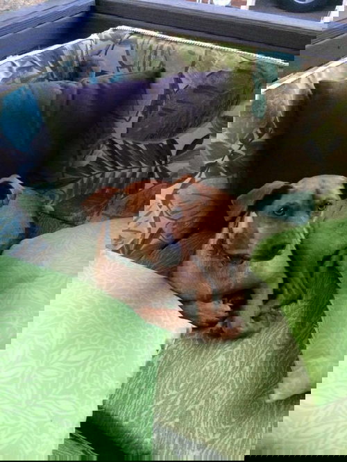 JASPER