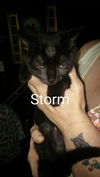 STORM