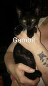 GAMBIT