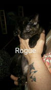 ROGUE