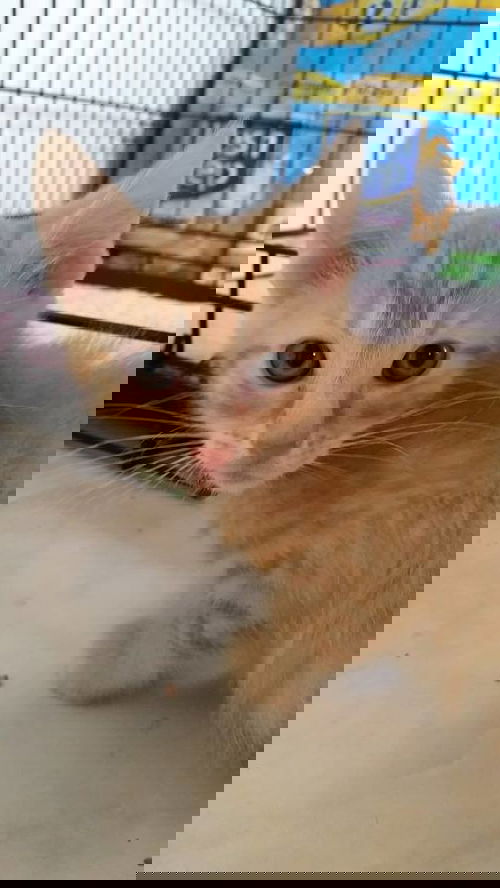 PAUL