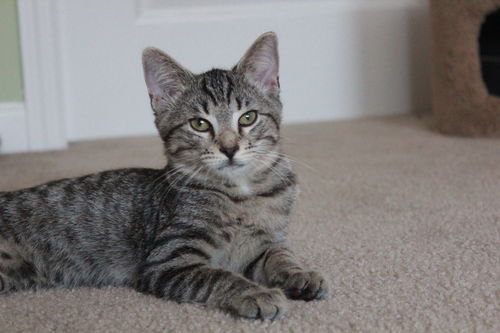 JAX