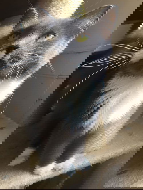 LASKA