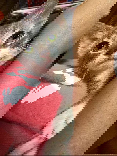 TASHA