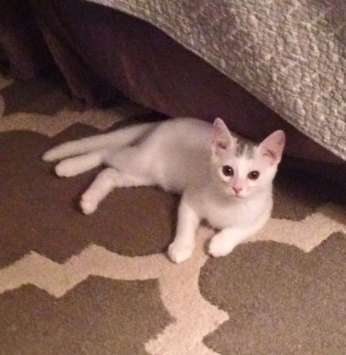 GIZMO