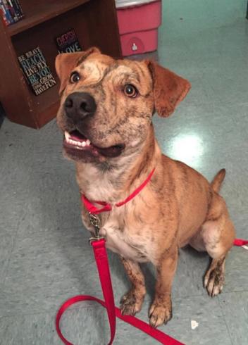 BANJO - brindle