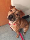 BANJO - brindle