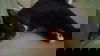 PRINCE - CAT
