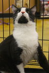 GIZMO - CAT