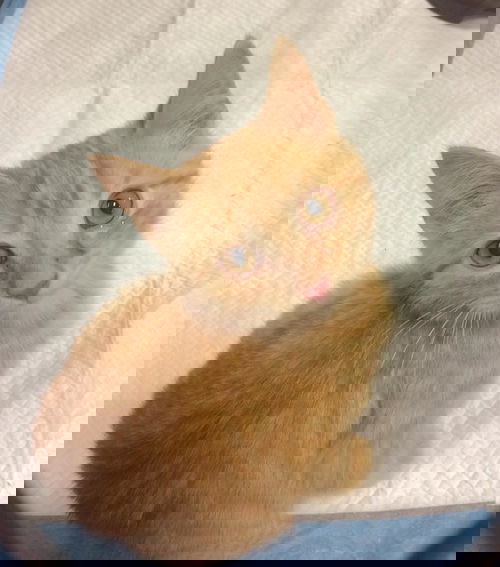 TED