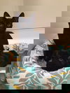 CHARLIE (cat)