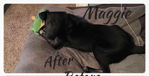 MAGGIE