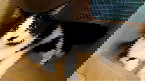 EL MOO MOO