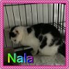 NALA - CAT