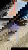 REA