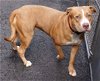 ROSE (NYC ACC)
