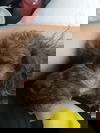 RAY