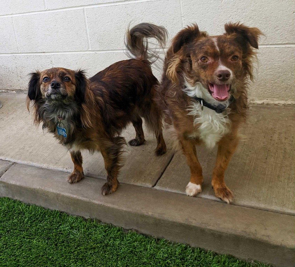 adoptable Dog in Costa Mesa, CA named Cody and Roo