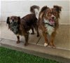 adoptable Dog in costa mesa, CA named Cody and Roo
