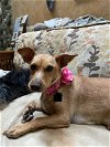 adoptable Dog in costa mesa, CA named Bamboo