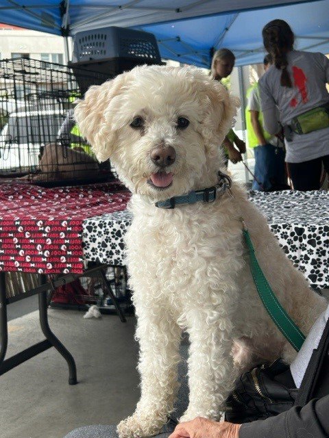 adoptable Dog in Costa Mesa, CA named Mickey