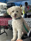 adoptable Dog in costa mesa, ca, CA named Mickey