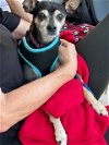 adoptable Dog in costa mesa, CA named Apollo