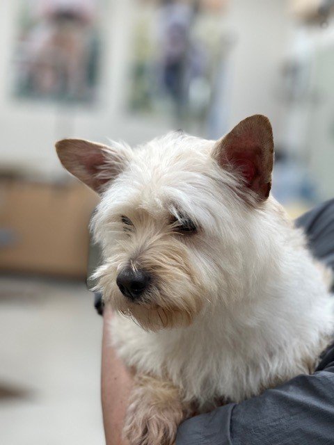adoptable Dog in Costa Mesa, CA named Trevor
