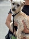 adoptable Dog in costa mesa, CA named Alfie