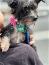 adoptable Dog in costa mesa, CA named Effie