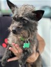 adoptable Dog in costa mesa, ca, CA named Jamie