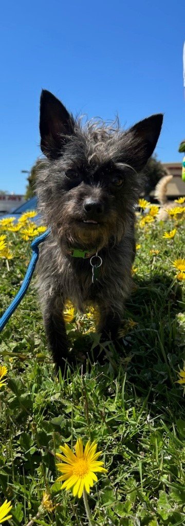 adoptable Dog in Costa Mesa, CA named Jamie