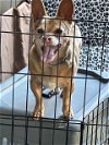 adoptable Dog in costa mesa, ca, CA named Logan