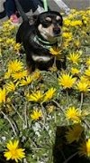 adoptable Dog in costa mesa, CA named Celia