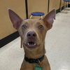 adoptable Dog in  named Timon