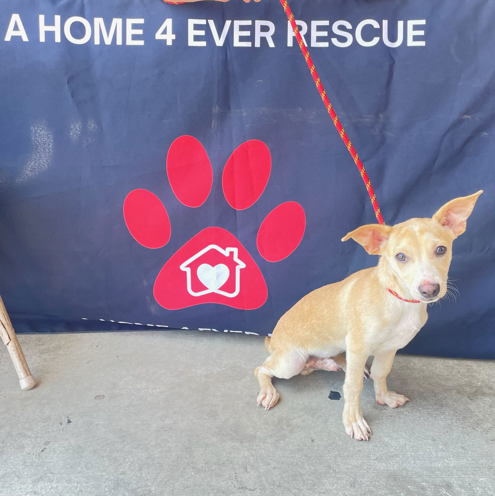 adoptable Dog in Costa Mesa, CA named Zero