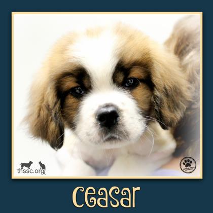 Ceasar