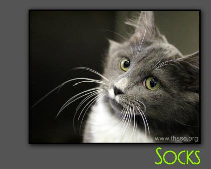 Socks