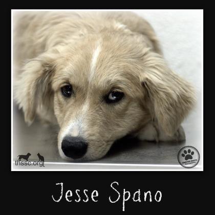 Jesse Spano