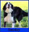 Smokey