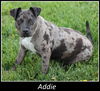 Addie